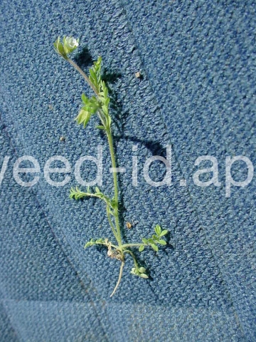 polemonium, annual